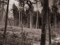 Lichtung in der Hees  Pentax K2, SMC M 2.8/40, Gelbfilter, Adox CHS100II  - 15.02.2022 -