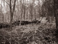 Relikt  Pentax K2, SMC M 2.8/40, Gelbfilter, Adox CHS100II  - 15.02.2022 -