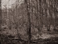 Myst  Pentax K2, SMC M 2.8/40, Gelbfilter, Adox CHS100II - 15.02.2022 -