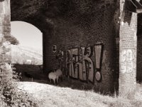 Im Schatten der Ruine  Pentax 645N, SMC A 2.8/45, Gelbfilter, Bergger Pancro400@200  - 15.06.2022 -