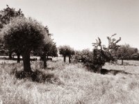 Weide mit Kopfweiden  Pentax 645N, SMC A 2.8/45, Gelbfilter, Bergger Pancro400@200  - 15.06.2022 -