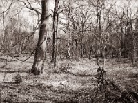 Im Wald  Fuji GS645S professional WIDE60, Rollei RPX 100  - 16.03.2022 -