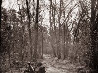 Waldweg im Gegenlicht  Fuji GS645S professional WIDE60, Rollei RPX 100  - 16.03.2022 -