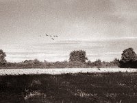 Wildgänse  Pentax SuperA, Pancake SMC M 2.8/40, Gelbfilter, Bergger Pancro 400@200  - 16.10.2022 -