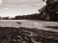 Stute und Fohlen  Pentax SuperA, Pancake SMC M 2.8/40, Gelbfilter, Bergger Pancro 400@200  - 16.10.2022 -