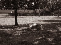 Streuobstweide  Pentax Super A, SMC M 2.8/40 Pancake, Gelbfilter, Bergger Pancro400@200  - 16.10.2022 -