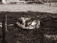 Tiefer Schlaf  Pentax Super A, SMC M 2.8/40 Pancake, Gelbfilter, Bergger Pancro400@200  - 16.10.2022 -