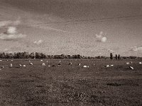 Weideland  Pentax Super A, SMC M 2.8/40 Pancake, Gelbfilter, Bergger Pancro400@200  - 16.10.2022 -