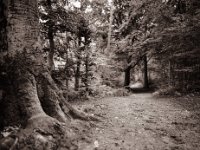 Waldweg  Pentax 645N, SMC FA 2.8/45, Gelbfilter, Bergger Pancro400  - 20.09.2022 -