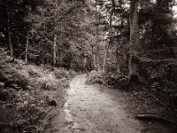 Folge dem Weg  Pentax 645N, SMC FA 2.8/45, Gelbfilter, Bergger Pancro400  - 20.09.2022 -