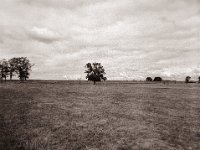Weidelandschaft am Rheindeich  Pentax 645N, SMC FA 2.8/45, Gelbfilter, Bergger Pancro400  - 20.09.2022 -
