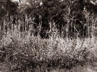 Schönheit am Wegrand  Pentax 645N, SMC FA 2.8/45, Gelbfilter, Bergger Pancro400  - 20.09.2022 -