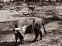 Alt und Jung  Pentax 67II, SMC 2.4/105, Gelbfilter, Bergger Pancro400@200  - 21.04.2022 -