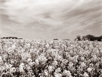 Rapsblüte  Pentax 67II, SMC 2.4/105, Gelbfilter, Bergger Pancro400@200 - 21.04.2022 -