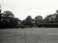 Zweifarbiger Esel  Pentax LX, SMC FA 1.8/77 Limited, Adox CHS100II  - 22.08.2022 -