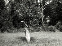 Der alte Apfelbaum  Pentax LX, SMC FA 1.8/77 Limited, Adox CHS100II  - 22.08.2022 -
