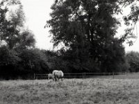 Nachwuchs  Pentax LX, SMC FA 1.8/77 Limited, Adox CHS100II  - 22.08.2022 -