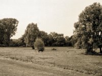 Allein auf der Weide  Fuji GS645S professional WIDE60, Bergger Pancro400  - 23.09.2022 -
