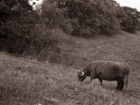 Highlander im Lippe Naturschutzgebiet  Pentax LX, SMC 2.0/35, Bergger Pancro400@200  - 24.10.2022 -