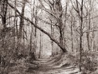 Testerberge - Waldweg  Pentax 67II, SMC 2.4/105, Bergger Pancro400@200  - 25.03.2022 -