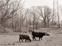 Highlander auf der Kanalweide  Pentax 67II, SMC 2.4/105, Bergger Pancro400@200  - 25.03.2022 -