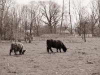 Braun und Schwarz  Pentax 67II, SMC 2.4/105, Bergger Pancro400@200  - 25.03.2022 -