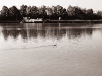 Einzelner Kormoran der im Kanal fischt  Pentax MZ-S, SMC FA  1.9/43 Limited, Gelbfilter, Adox CHS 100 II  - 27.04.2022 -