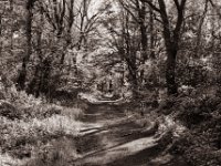 Hinauf in die Testerberge  Pentax MZ-S, SMC FA  1.9/43 Limited, Gelbfilter, Adox CHS 100 II  - 27.04.2022 -