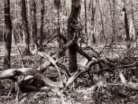 Waldskulptur  Pentax MZ-S, SMC FA  1.9/43 Limited, Gelbfilter, Adox CHS 100 II  - 27.04.2022 -