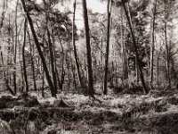 Wald Testerberge  Pentax MZ-S, SMC FA  1.9/43 Limited, Gelbfilter, Adox CHS 100 II in Berspeed 1+1 - 27.04.2022 -