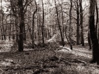 Waldblick  Pentax MZ-S, SMC FA  1.9/43 Limited, Gelbfilter, Adox CHS 100 II  - 27.04.2022 -