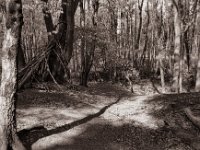 Hinab zum Bachsteg  Pentax MZ-S, SMC FA  1.9/43 Limited, Gelbfilter, Adox CHS 100 II  - 27.04.2022 -