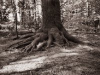 Wurzelwerk  Pentax MZ-S, SMC FA  1.9/43 Limited, Gelbfilter, Adox CHS 100 II  - 27.04.2022 -