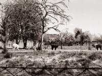 Alpaka in Orsoy  Pentax MZ-S, SMC FA  1.9/43 Limited, Gelbfilter, Adox CHS 100 II  - 27.04.2022 -