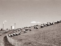 Schafe am Rheindeich  Pentax MZ-S, SMC FA  1.9/43 Limited, Gelbfilter, Adox CHS 100 II  - 27.04.2022 -