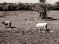 Alte Bekannte  Pentax MZ-S, SMC FA  1.9/43 Limited, Gelbfilter, Adox CHS 100 II  - 27.04.2022 -