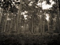 Kiefern und Farn  Fuji GS645S professional WIDE60, Bergger Pancro400@200  - 28:07.2022 -