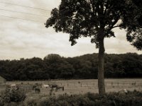 Pferdekoppel  Fuji GS645S professional WIDE60, Bergger Pancro400@200  - 28:07.2022 -