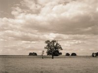 Baum mit kleiner Begleitung  Fuji GS645S professional WIDE60, Bergger Pancro400@200  - 28:07.2022 -
