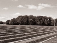 Spargelfeld  Pentax K2, SMC FA 1.9/43 Limited, Gelbfilter, ADOX CHS 100 II  - 30.04.2022 -