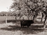 Highlander  Pentax K2, SMC FA 1.9/43 Limited, Gelbfilter, ADOX CHS 100 II  - 30.04.2022 -