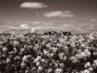 Rapsfeld  Pentax K2, SMC FA 1.9/43 Limited, Gelbfilter, ADOX CHS 100 II  - 30.04.2022 -