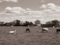 Weide  Pentax K2, SMC FA 1.9/43 Limited, Gelbfilter, ADOX CHS 100 II  - 30.04.2022 -