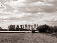 Störche auf dem Acker  Pentax K2, SMC FA 1.9/43 Limited, Gelbfilter, ADOX CHS 100 II  - 30.04.2022 -