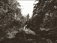Alter Baum  Pentax Super A, Soligor C/D Wide Auto 2.8/20 MC, ILFORD Pan 100  - 03.05.2023 -
