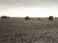 Kühe in den Rheinwiesen  Pentax Super A, Soligor C/D Wide Auto 2.8/20 MC, ILFORD Pan 100  - 03.05.2023 -