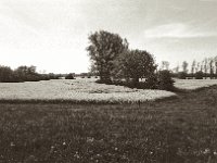 Rapsfeld  Pentax Super A, Soligor C/D Wide Auto 2.8/20 MC, ILFORD Pan 100  - 03.05.2023 -