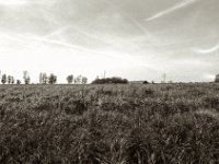 Weideland  Pentax Super A, Soligor C/D Wide Auto 2.8/20 MC, ILFORD Pan 100  - 03.05.2023 -
