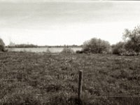 Weide am Rhein  Pentax Super A, Soligor C/D Wide Auto 2.8/20 MC, ILFORD Pan 100  - 03.05.2023 -