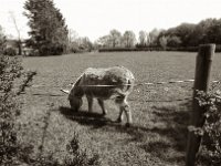 Der Esel läßt sich nicht stören  Pentax Super A, Soligor C/D Wide Auto 2.8/20 MC, ILFORD Pan 100  - 03.05.2023 -